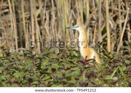 Squacco Heron (Ardeola ralloides) on Mint Leaves