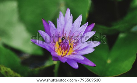 The closed up beautiful lotus flower picture with green background.