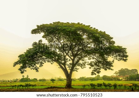 big tree with nature background