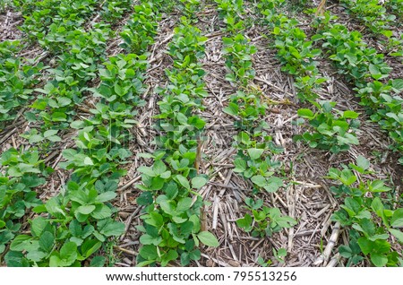 the soybeans were no-till in Argentina Royalty-Free Stock Photo #795513256