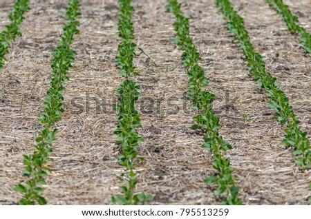the soybeans were no-till in Argentina Royalty-Free Stock Photo #795513259