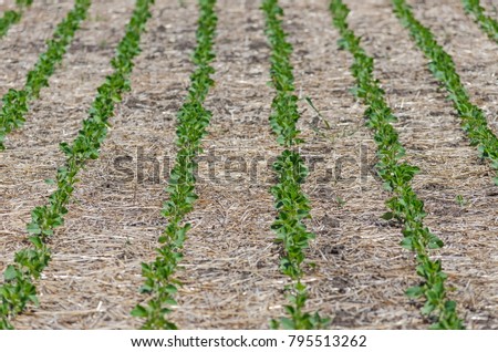 the soybeans were no-till in Argentina Royalty-Free Stock Photo #795513262