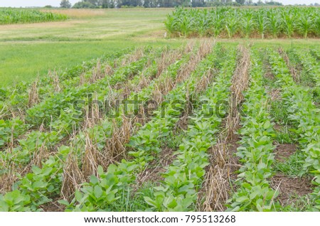 the soybeans were no-till in Argentina Royalty-Free Stock Photo #795513268