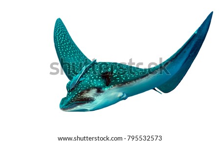 Spotted Eagle Ray isolated in white background
