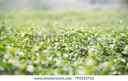 Green tea leaves in a tea plantation in morning at Thailand.
