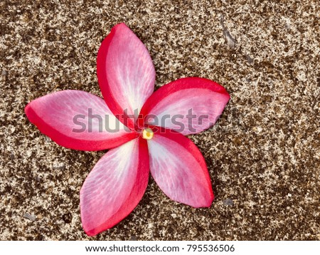 Plumeria on the cement floor,  Deep Pink frangipan, beautiful flower face to the floor.