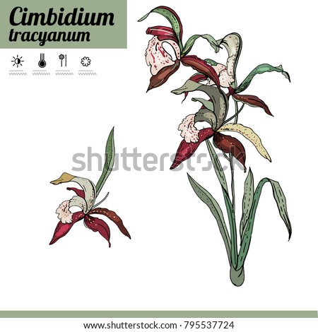 Cimbidium orchid isolated on white. Plant on white background.
