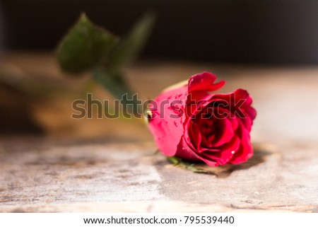 red rose. Green stalk placed on the old wooden floor, a rose is to be given instead of love on a special day like Valentine.