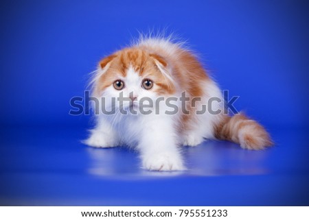 scottish fold longhair white-red kitten
