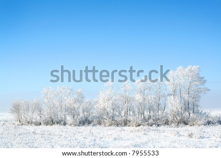 frozen trees on sky background. white winter