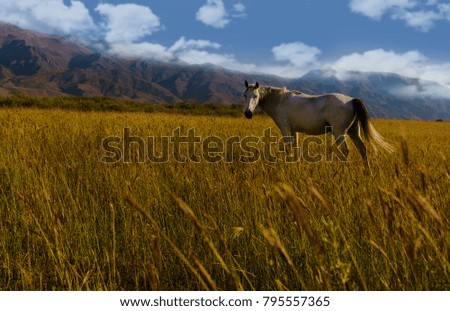 Beautiful horse on amazing autumn nature background