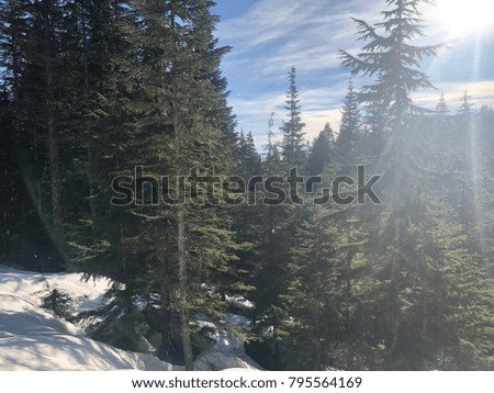 Sunlight cascading over pine trees at the top of Mount Cyprus during winter in the snow.