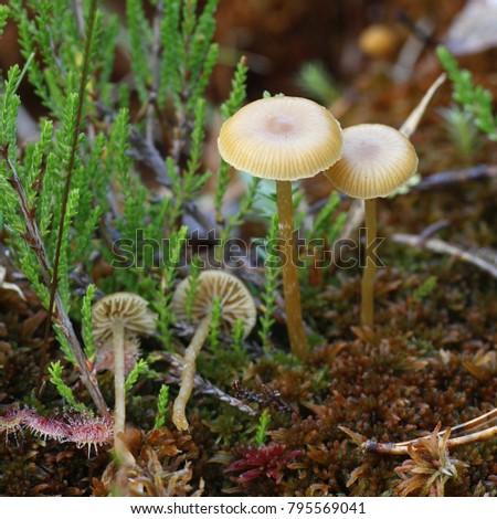 Sphagnum bog mushroom, Galerina species 

