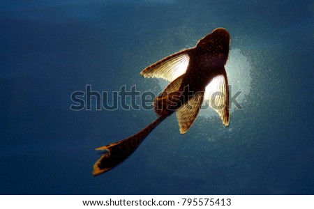 Blurred silhouette of a fish Ancistrus on a blue background in backlighting                         
