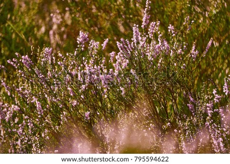 Heather flowers grow in a magical forest. The rays of light beautifully depict marvelous pictures of nature.