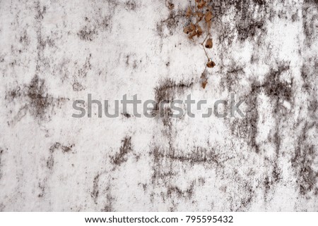 The white plaster of the old wall with mold.India