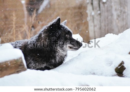 Beautiful black wolf in winter forest