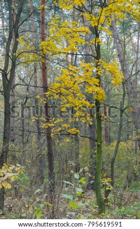 Autumn forest. The morning, a little cloudy yellow forest surprises with its beauty. Autumn imagines familiar landscapes, making them incredibly beautiful, peaceful and philosophical.