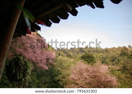 Bright pink flowers of Sakura on the high mountains of Chiang Mai. Spring background and beautiful natural scenery.