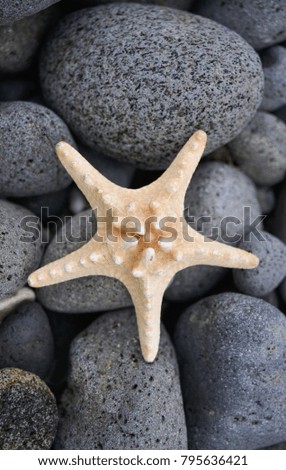 Orange Starfish, with pebbles on wet beach
