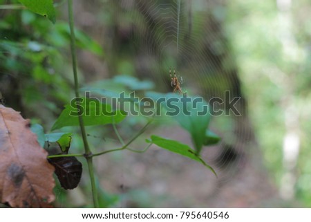 Close up to multi-colored spider on its large web and blurry nature background