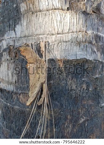 Bark Pattern From the coconut tree