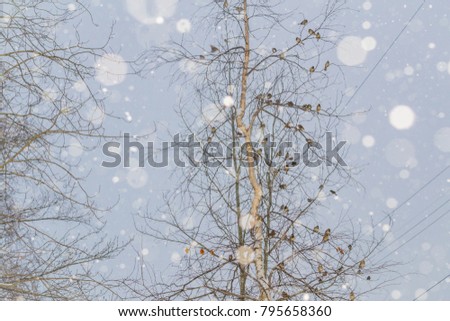 the snow and trees