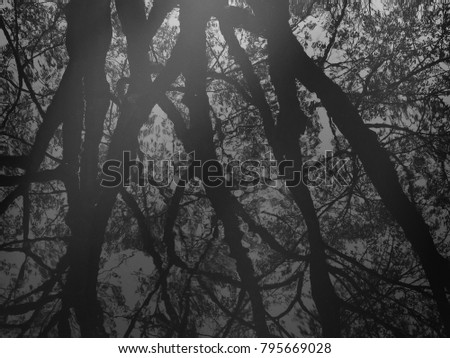 Water reflection with dark tree in forest black and white style