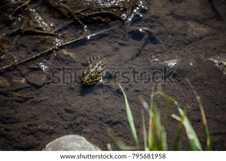 Frog in the wild