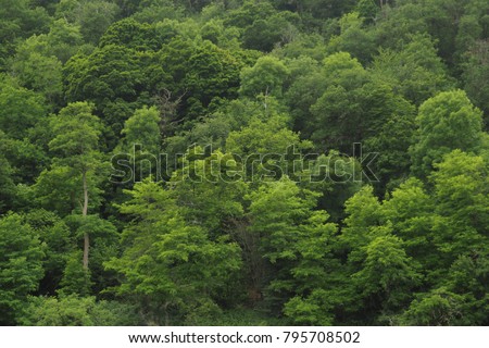 Sidehill in Europe is covered with forests of all shades of vivid green in summer