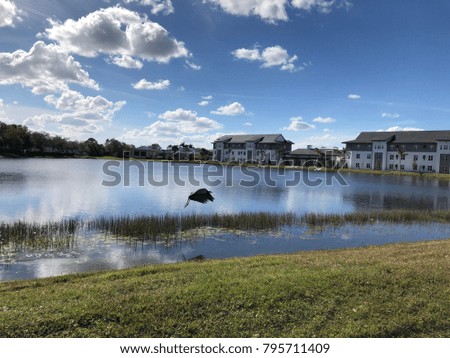large bird takes flight in the swamps of Florida