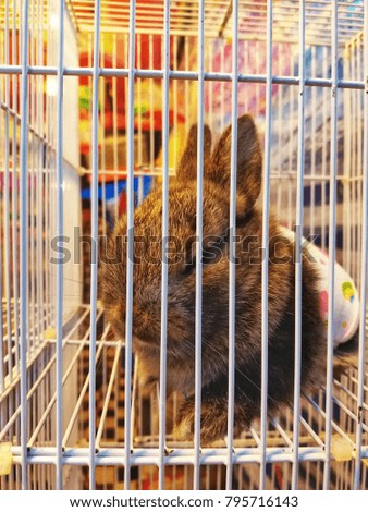 Dwarf rabbit in a cage.