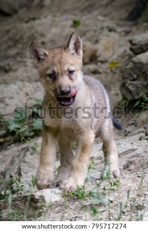 Juvenile timberwolf standing in a forest while looking at the camera