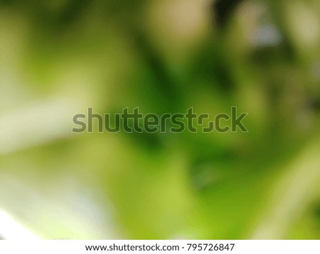 Abstract out of focus lights coming from the tree with abstract background of green leaves. Abstract background of Green and White color. 