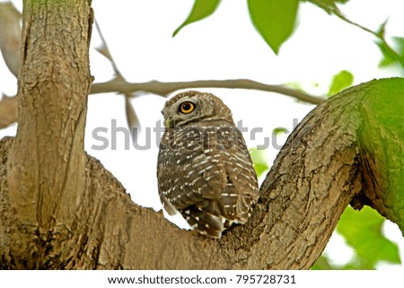 Spotted Owlet on branch in nature, Thailand