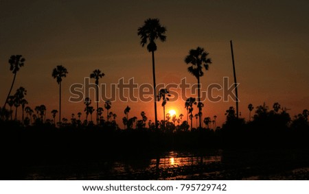Silhouette picture of Sugar palm at sunset
