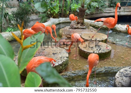 A group of American Flamingo at Dallas World Aquarium Royalty-Free Stock Photo #795732550