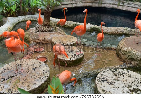 A group of American Flamingo at Dallas World Aquarium Royalty-Free Stock Photo #795732556