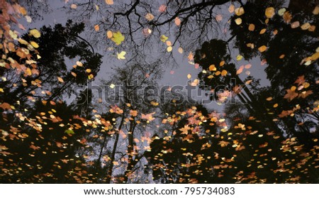 Mirrored by leaves  , Abstracts and Details