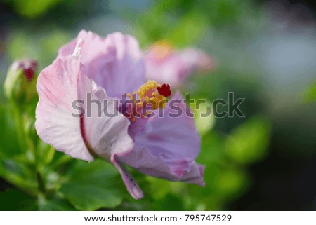 close up of pink hibiscus flower on green nature background