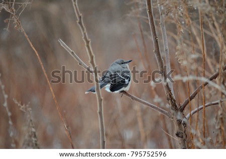 Northern Mockingbird sitting on tree