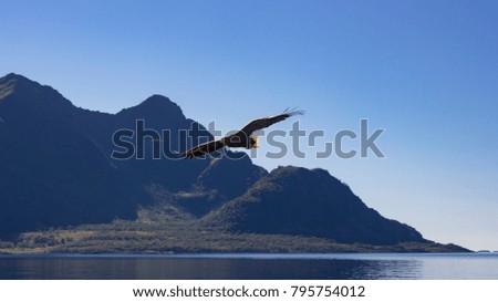 An Eagle in flight over the water.