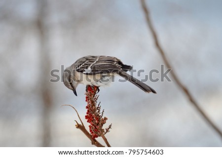 Northern Mockingbird sitting on sumac bush