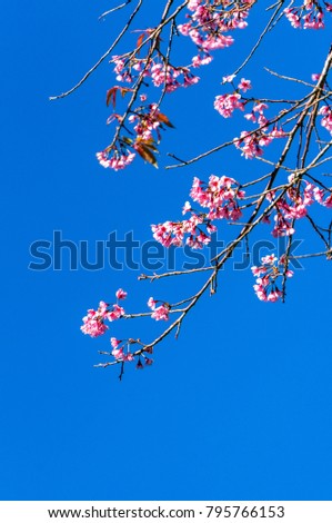 Royalty high quality free stock image of Wild Himalayan Cherry or Prunus cerasoides or Sakura in Da Lat, Vietnam.