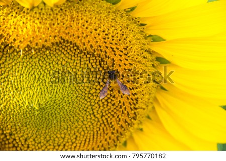 Bee in Sunflower, Sunflower and Bluesky, sunflower filed