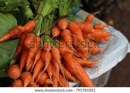 carrot in the fresh food market
