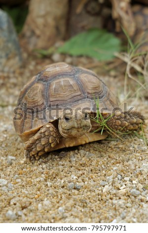 Close up African spurred tortoise resting in the garden, Slow life ,Africa spurred tortoise sunbathe on ground with his protective shell ,Beautiful Tortoise                              