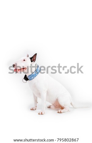 Bull Terrier Dog. Dog with leash isolated on white background.