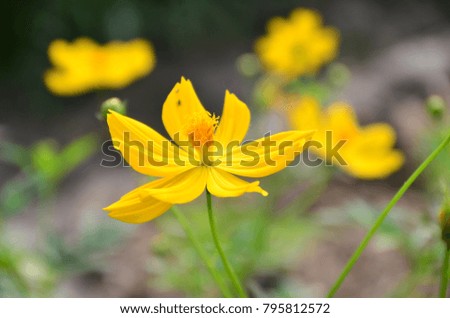 yellow flower in garden