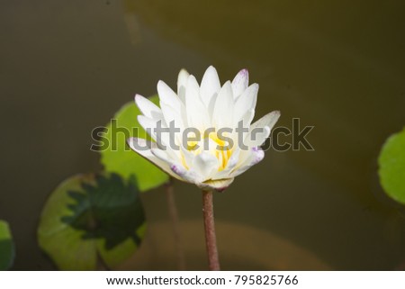 Nymphaea lotus Linn.Water Lily.Blooming time is similar to the umbrella of flowers are white, pink, yellow, the effect is in the middle of the flower. The size of the leaves and flowers depends on the